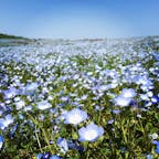 国営ひたち海浜公園

茨城県

ネモフィラの丘が素敵で、下から望むと圧巻の景色。
花に圧倒された。