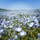 国営ひたち海浜公園

茨城県

ネモフィラの丘が素敵で、下から望むと圧巻の景色。
花に圧倒された。