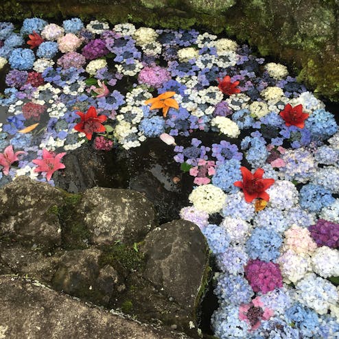 ささやま玉水ゆり園