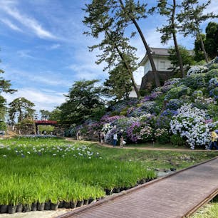 2021.6
花菖蒲と紫陽花が見事な庭園。