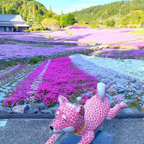 花のじゅうたんの投稿写真 感想 みどころ 花のじゅうたん 兵庫県三田市 トリップノート 花のじゅうたんの投稿写真 感想 みどころ 花のじゅうたん 兵庫県三田市 トリップノート