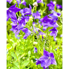 亀岡市ききょうの里