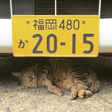 福岡県の相島、通称は猫島。猫様から寄ってきてくれる人懐こい子たちでした。