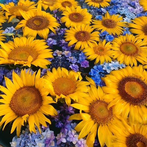 観光農園 花ひろば