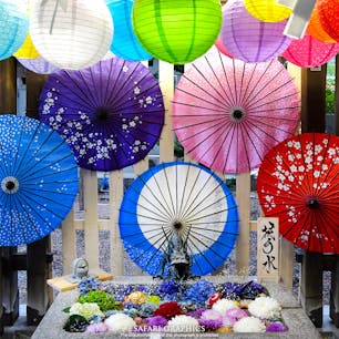 7月に入って夏詣が始まった北海道の各神社では、趣向を凝らした花手水で参拝客の目を楽しませてくれています。札幌と近郊にあるいくつかの神社では、花手水めぐりが楽しめる花詣を開催（7/22～7/25）。なかでも札幌中心部にある諏訪神社の花手水は和傘や提灯などがあしらわれて艶やかな雰囲気。お花好き、写真好きにはたまらないフォトジェニックな花手水になっています！ #北海道 #札幌 #諏訪神社