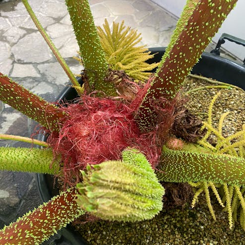 京都府立植物園