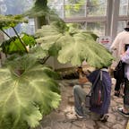 京都府立植物園
オニブキ
地上で一番大きな葉を持つ鬼蕗
実は植物園に此のオニブキを見に来た訳では有りません、
2021年7月16日にTV・新聞・ネット等で大々的に報じられた植物が有りました、
それを見に来ました。
しかし余りにも巨大なフキに思わず「パチリ」ですね♪

#サント船長の写真　#京都府立植物園