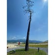 奇跡の一本松
津波にも耐えた一本の松
現地行き見聞しましたが、7万本の松で本当に此の一本の松しか残りませでした。

一本松は遂に枯れたのですが、後世に残す為、人工的処理をして、モユメントとして残しました。
#サント船長の写真　#東日本震災