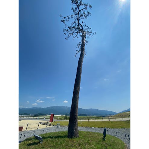 奇跡の一本松