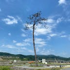 奇跡の一本松
津波にも耐えた一本の松
高田松原には約7万本の松の木が生い茂っていた。沿岸部に押し寄せた津波は、そのほとんどをなぎ倒してしまい、日本百景にも指定されていた景勝地を一変させた。そのなかで一本だけ残った松の木は「奇跡の一本松」と呼ばれ、復興のシンボルとして被災者たちの心の支えとなっていた。しかしのちに枯死していることが確認され、モニュメントとして保存整備されることになった。

#サント船長の写真　#東日本震災