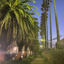 ホテルのめのまえのヤシの木並木は見事です。