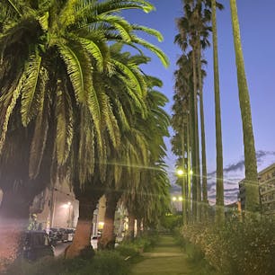 ホテルのめのまえのヤシの木並木は見事です。