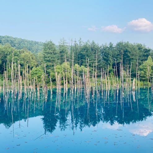 白金青い池