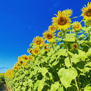 #宮古島 #ひまわり
