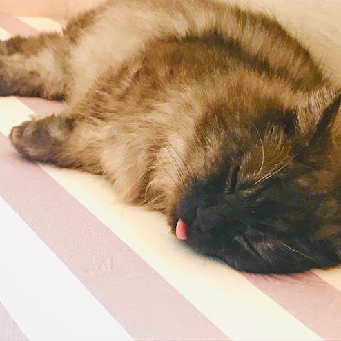 フラッフィーズ カフェ Fluffy S Cafe の投稿写真 感想 みどころ 京都 Fluffy S Cafe猫カフェ 舌出して寝てた トリップノート