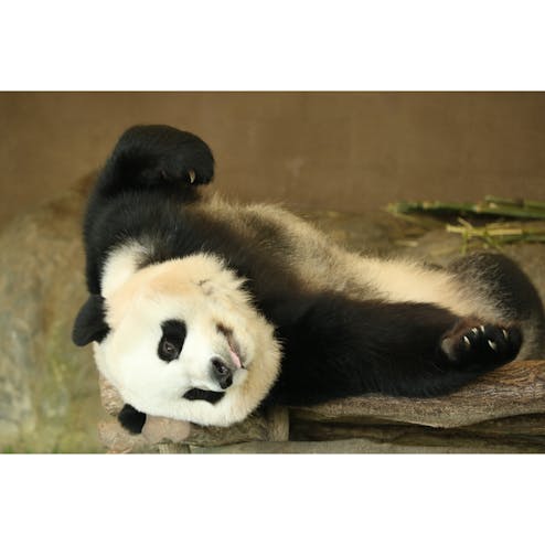 アドベンチャーワールド