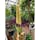 ⑥京都府植物園
2021年7月16日京都府植物園で超珍種の世界最大級の花、「シヨクダイオオコンニヤク」が約30年振りに開花しました。
ニュースを見たのが、7月16日の夕刻でした。
開花リミットは48時間です、
コレは開花率は100%で撮影は
7月16日に職員さんが写した物です。

#サント船長の写真　#京都府立植物園　#④シヨクダイオオコンニヤク