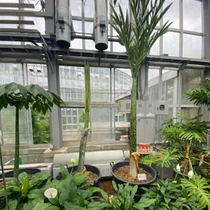 京都府立植物園
発芽して約一ヶ月後、葉が出ますが、花は何年後か判らない、
京都府立植物園では28年後に花が咲きました。

#サント船長の写真　#京都府植物園　#シヨクダイオオコンニヤク