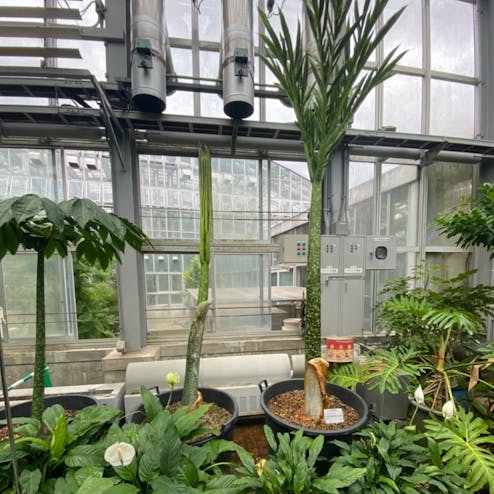 京都府立植物園