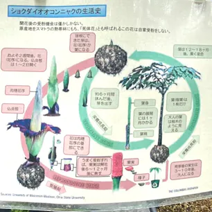 京都府立植物園
シヨクダイオオコンニヤクのサイクルですが、中々理解するのが難しいです。

#サント船長の写真　#京都府植物園　#シヨクダイオオコンニヤク