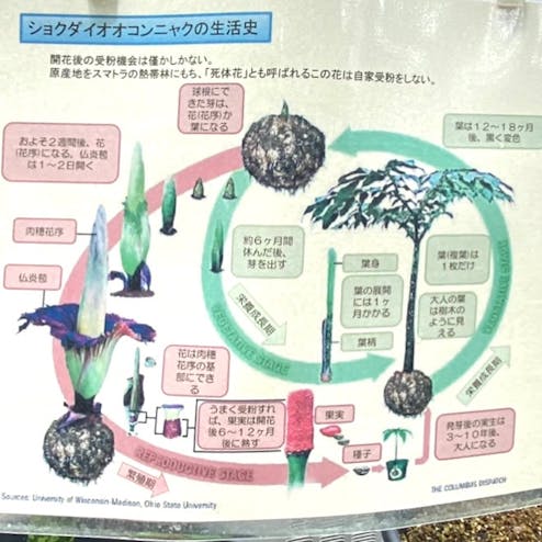 京都府立植物園