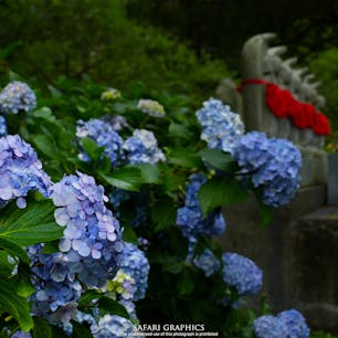 北海道で紫陽花といえばここ、伊達市の有珠善光寺。春には桜、カタクリ、ツツジの花、夏には1000株もの紫陽花、秋にはイチョウの黄葉と、1年を通して四季の花を楽しめることから、「花の寺」とも呼ばれています✿ #北海道 #伊達 #有珠善光寺
