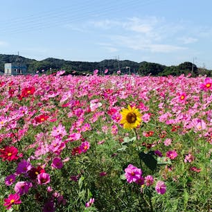 コスモス畑に迷い込んだひまわり🌻(’20年秋)