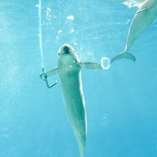 旅に行けてないので過去写真鑑賞で我慢T^T
スナメリちゃん

#山口県下関
#海響館