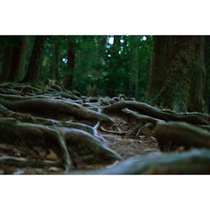 鞍馬寺の木の根道。ここで牛若丸が修行したと伝わっています。