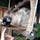 ノースサファリ サッポロ

コモンマーモセットは可愛いです。
その横のケムクジャラのはナマケモノです。触れることができますが、全て自己責任です。