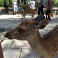奈良公園[奈良]

とてもかわいい鹿さん！

だけど鹿せんべいを買った途端、追いかけ回される(笑)