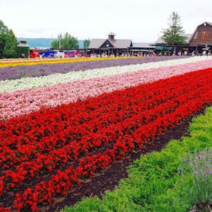 2017.08.12
🏕:ファーム富田(北海道富良野市)
📷:OLYMPUS PEN Lite E-PL7