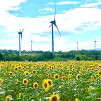 福島・布引風の高原。
数年越しで、やっと見頃に合わせられた〜。
.
満開のひまわり畑に感動!
みんなに元気が届きますように❣️
#福島県