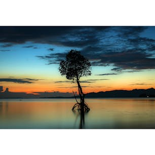 沖縄県　石垣島
〜名蔵湾〜
一本のヒルギが生えていて
［朝、夕、夜］といい
写真が撮れる場所です