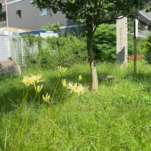 佐女牛井之跡(さめがいのあと)

一般的な花ということもあり、曼珠沙華には全国各地に数百～1000種類もの別名があるといわれます。
毒を持つこと、墓地に多く植えられたことから、怖いものでは「毒花（どくばな）」「痺れ花（しびればな）」「地獄花（じごくばな）」「幽霊花（ゆうれいばな）」「死人花（しびとばな）」「葬式花（そうしきばな）」「墓花（はかばな）」「捨て子花（すてごばな）」など。また、花の色や形からつけられたと見られる「火事花（かじばな）」「灯籠花（とうろうばな）」「天蓋花（てんがいばな）」「狐花（きつねばな）」「狐の松明（きつねのたいまつ）」「雷花（かみなりばな）」「龍爪花（りゅうそうか）」、葉と花が同時には見られないことから「葉見ず花見ず（はみずはなみず）」。その他「蛇花（へびのはな）」「剃刀花（かみそりばな）」などなど、たくさんの別名がある秋の花です。

#サント船長の写真　#史跡石碑巡り