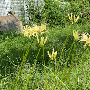 佐女牛井之跡(さめがいのあと)
京都市内では白い曼珠沙華が咲くのは珍しいですね♪

#サント船長の写真