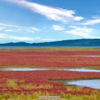 北海道に秋を告げるこの時期の風物詩「サンゴ草（アッケシ草）」。道東のいくつかの町で見ることができますが、網走市能取湖のほとりにある卯原内（うばらない）サンゴ草群落地が日本一の面積を誇ります。 塩分の多い湿地帯に広がる真っ赤な絨毯は、一度は見てみたい圧巻の景観です。#北海道 #網走 #能取湖 #卯原内サンゴ草群落地