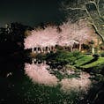 2021.3.29
縮景園　夜桜