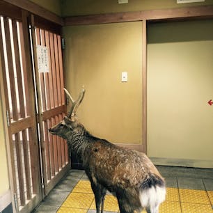 女子トイレを覗くオス鹿🦌
変態さん。