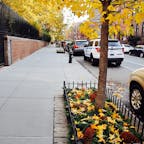 New York / Brooklyn
イチョウの木と大きな松ぼっくりが秋らしさを感じさせる、ブルックリンの住宅街。ニューヨークの秋はすごく短いです。
#newyork #brooklyn