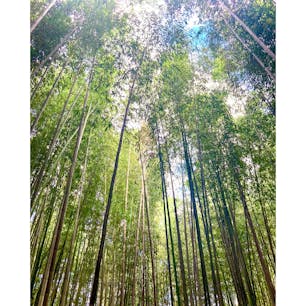 京都　嵐山
そんなに暑くもなく、風が気持ち良くて自然を久しぶりに感じた〜！
