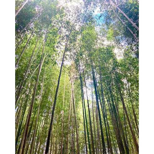 嵐山 竹林の小径