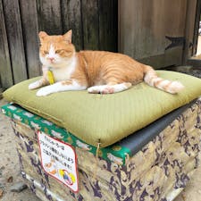 備中松山城の猫城主
さんじゅーろー

動かざること岩の如し