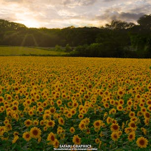 北海道千歳市のパレットの丘。毎年9月下旬頃～10月中旬までの秋口に遅咲きのひまわりが満開になります。パレットの丘へと続く道路の左右には等間隔で観賞用のオレンジ色のかぼちゃが飾られ、かぼちゃロードと呼ばれています。周辺の農家さんの協力により、ハロウィンまで楽しむことができます🎃 #北海道 #千歳 #パレットの丘