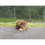 富士サファリパーク🦁
かわいい🦁

#富士#静岡