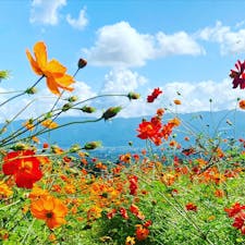 イオックスアローザのキバナコスモスまつり