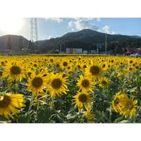 池田町のひまわり畑
季節外れにとってもきれい🌻
#202110 #s岐阜