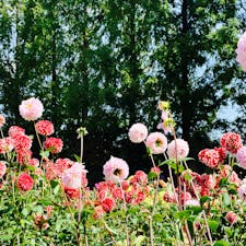 世良高原
ダリア　満開
とても綺麗な空間です