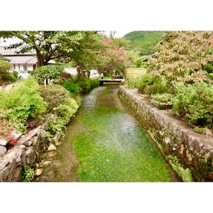 2018/08/25
醒井の梅花藻.‎˖٭*