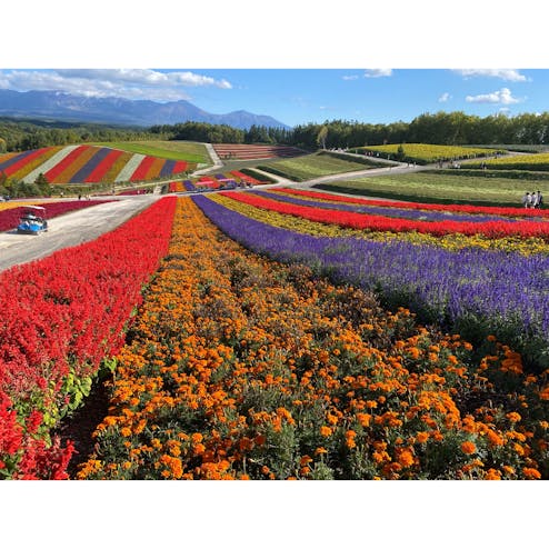 展望花畑 四季彩の丘